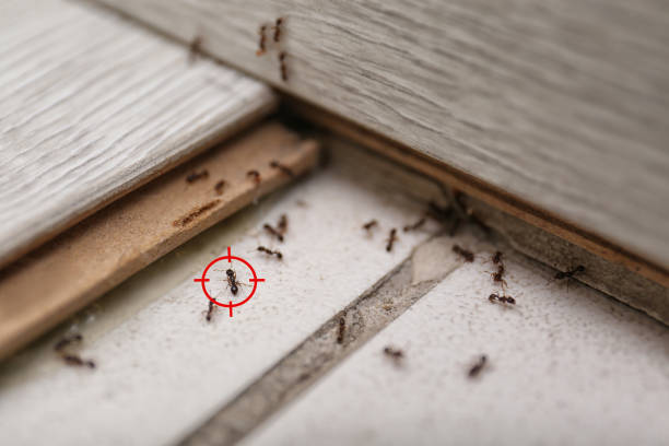 Best Bed Bug Extermination  in Doffing, TX