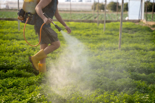 Best Insect Control  in Doffing, TX