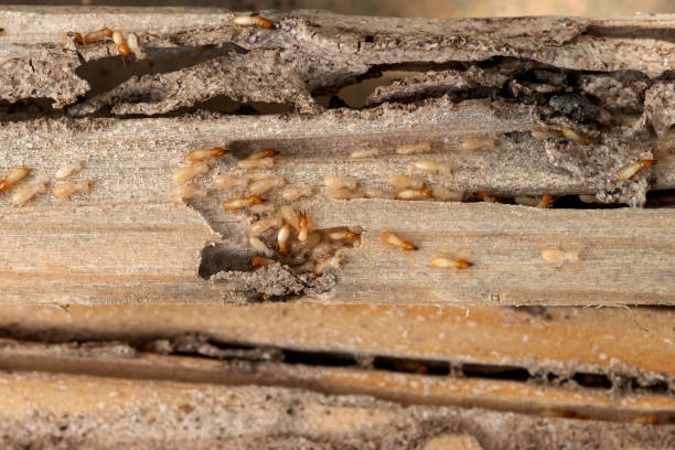 Best Affordable Pest Control Services  in Doffing, TX